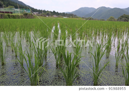 以青稻的稻田為焦點,遠山、民宅、空曠的鄉野風光模糊。 以青稻的稻田為焦點,遠山、民宅、空曠的鄉野風光模糊。 91988955