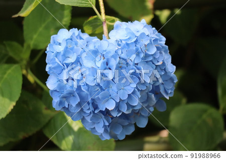 繡球花的風景,看起來像一顆淡藍色的心 繡球花的風景,看起來像一顆淡藍色的心 91988966