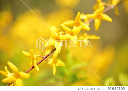 Forsythia flower 91989103