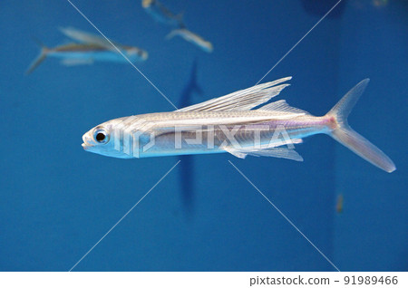 Flying fish 91989466