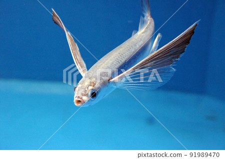 Flying fish 91989470