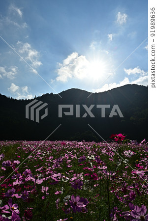 From Kiyozumi Cosmos Garden From Kiyozumi Cosmos Garden 91989636