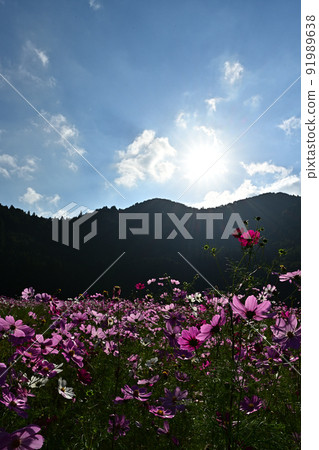 From Kiyozumi Cosmos Garden From Kiyozumi Cosmos Garden 91989638