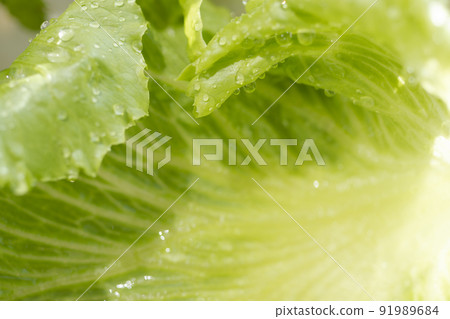 用水清洗新鮮捕獲的生菜。 91989684