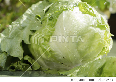 Wash the freshly caught lettuce with water. 91989685