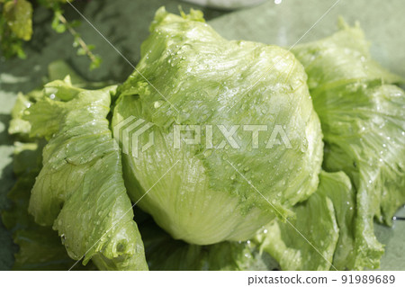 Wash the freshly caught lettuce with water. Wash the freshly caught lettuce with water. 91989689