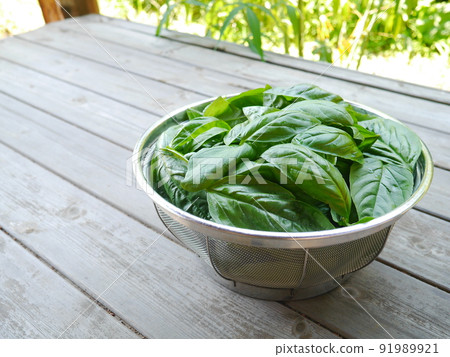 Freshly picked basil 91989921