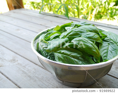 Freshly picked basil 91989922