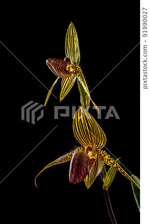 Close-up of stem of blooming paphiopedilum rothschildianum Close-up of stem of blooming paphiopedilum rothschildianum 91990027
