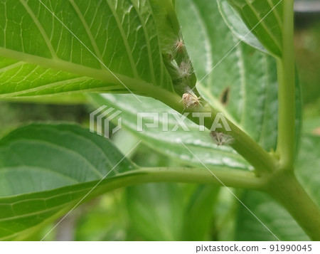 繡球花、豪豬上的 Ricania japonica 幼蟲 (?) 繡球花、豪豬上的 Ricania japonica 幼蟲 (?) 91990045