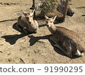 Nara deer break 91990295