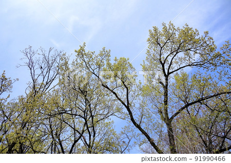 Young leaves of horse chestnut 91990466