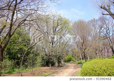Young leaves of miscellaneous trees 91990468