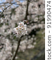 Cherry Blossoms	 91990474