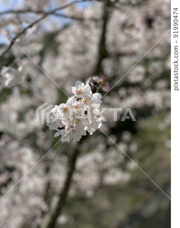 Cherry Blossoms	 91990474