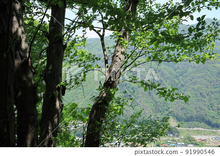 2022年5月19日，Yamba大壩下游吾妻川右岸前往足倉山途中的山脊上的Onoole Kamba樹 91990546