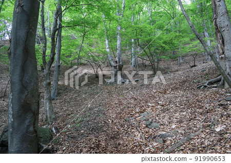2022年5月19日，在雅妻川右岸升起的足倉山坡上的櫸樹林。 91990653