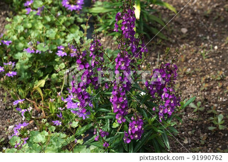 Angelonia 紅紫色花 91990762