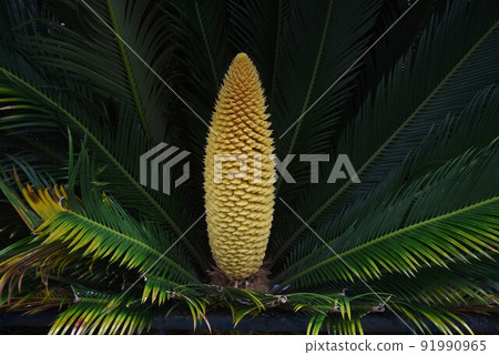 Rare image cycad male and female flowers 91990965