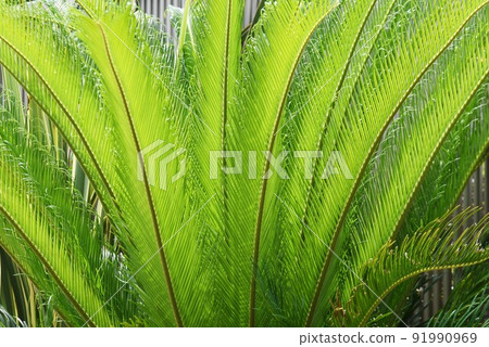 Rare image cycad male and female flowers 91990969