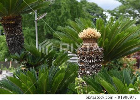 Rare image cycad male and female flowers 91990973