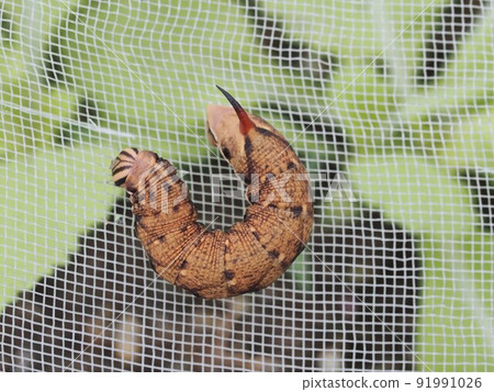 Captive Spodoptera frugiperda larvae 91991026