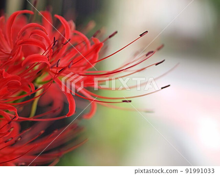 Red spider lily flower up 91991033