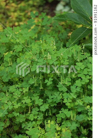 Oxalis fruit whose seeds are about to pop out 91991162