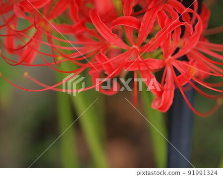 Red spider lily and copy space 91991324