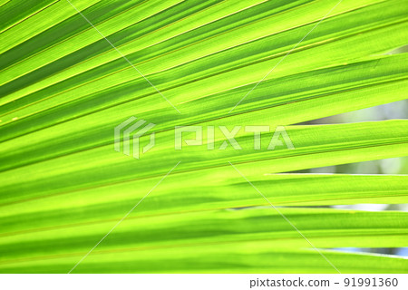 tree young green palm leaves natural green texture background, big palm leaves background tree young green palm leaves natural green texture background, big palm leaves background 91991360