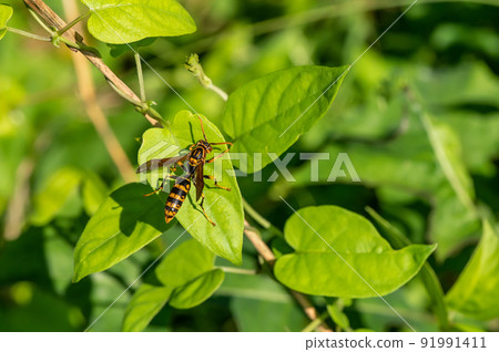 Polistes jokahamae Polistes jokahamae 91991411