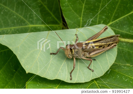 巴坦加粳稻 91991427