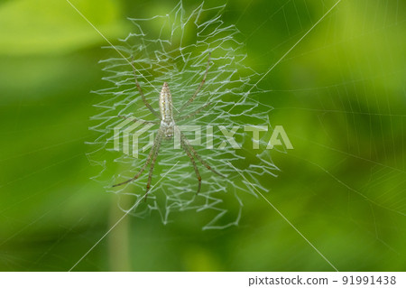 Young leafworm 91991438