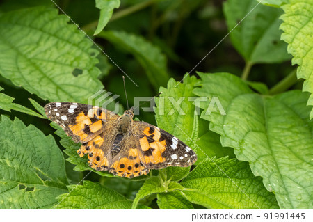 草地上的小瓢蟲 91991445