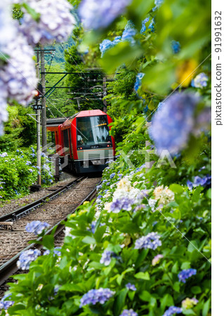 初夏穿過箱根的箱根登山鐵道繡球花列車 91991632