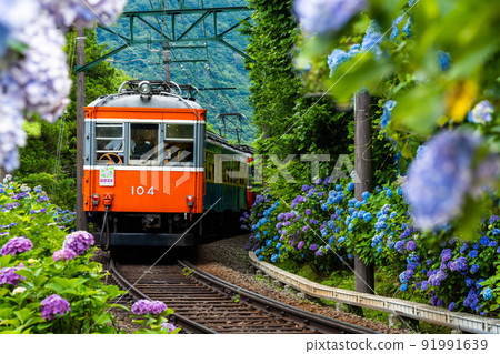 初夏穿過箱根的箱根登山鐵道繡球花列車 91991639
