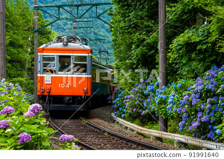 初夏穿過箱根的箱根登山鐵道繡球花列車 91991640