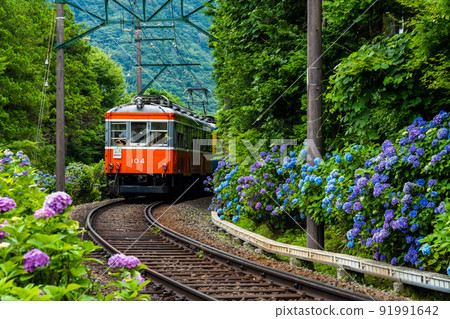 初夏穿過箱根的箱根登山鐵道繡球花列車 91991642