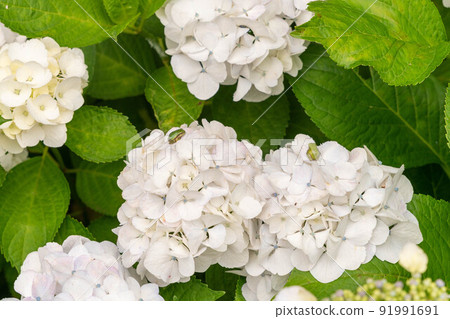 hydrangea   91991691