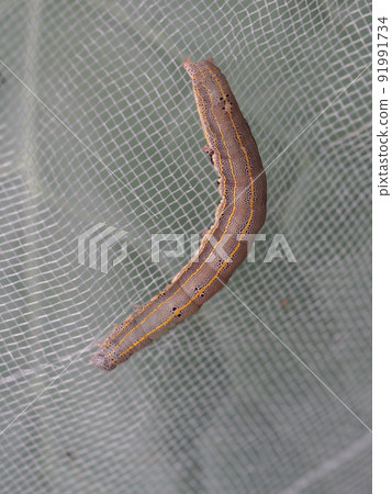 圈養草地貪夜蛾幼蟲 91991734