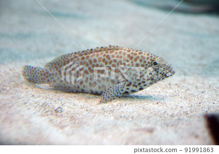 Shirobuchihata Shirobuchihata 91991863