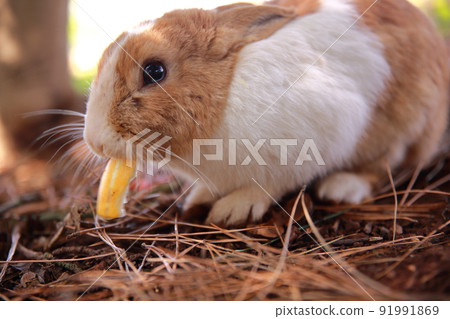 人周圍可愛的野生哺乳動物 人周圍可愛的野生哺乳動物 91991869