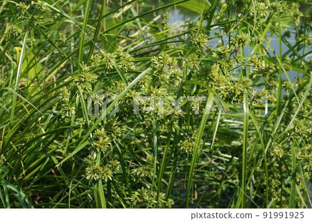 頭穗莎草 91991925