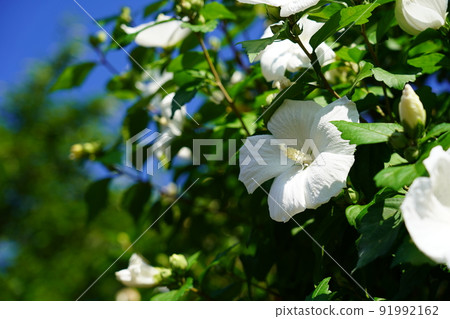 玫瑰沙龍 91992162