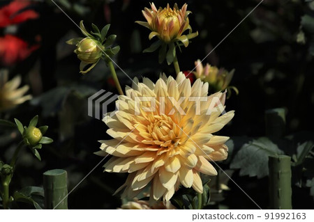 有很多花瓣的大麗花花 91992163