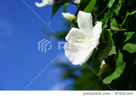 玫瑰沙龍 91992164