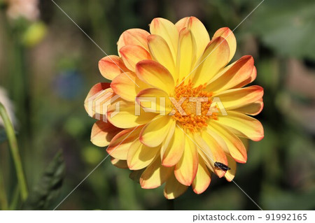 具有可愛的淡色漸變花色的大麗花 具有可愛的淡色漸變花色的大麗花 91992165