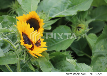 Sunflower and butterfly Sunflower and butterfly 91992249