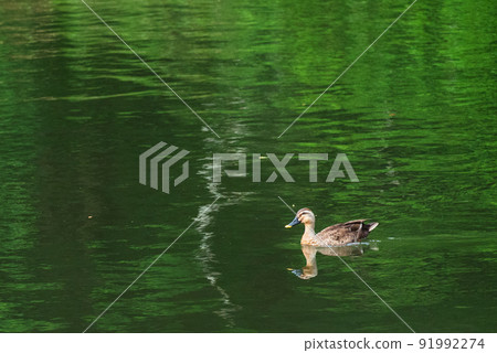 One duck to accompany Geibikei One duck to accompany Geibikei 91992274
