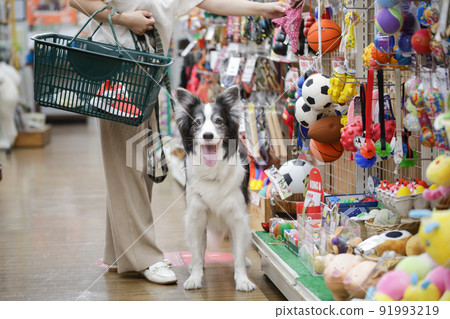 Border Collie of owners and their dogs shopping at pet stores 91993219